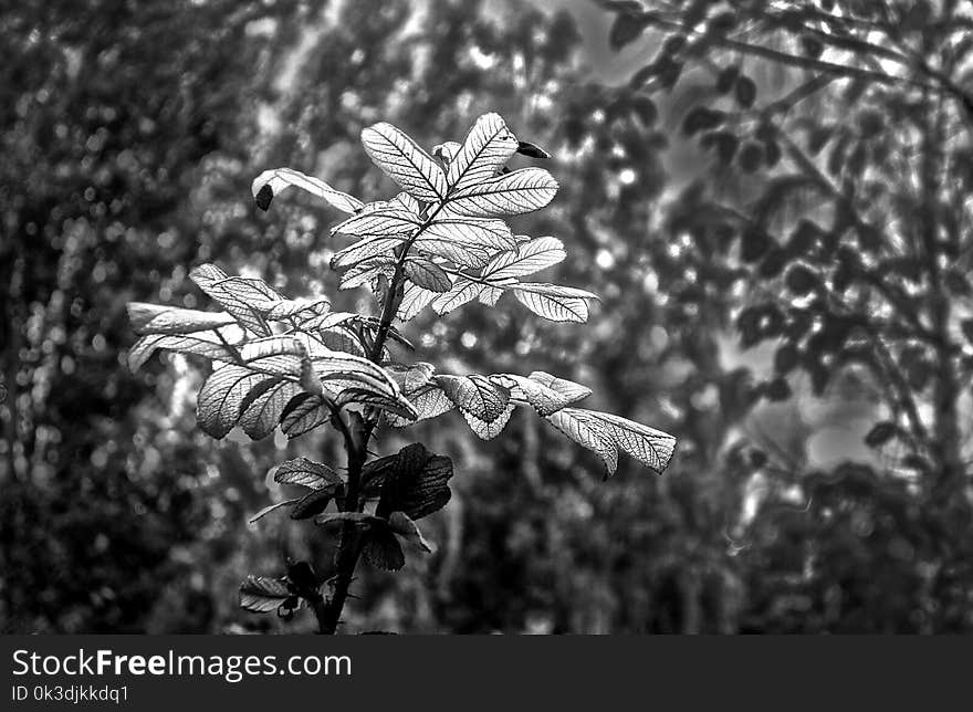 Black And White, Monochrome Photography, Flora, Vegetation