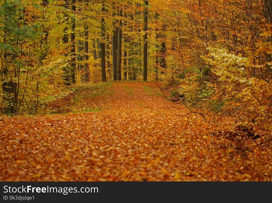 Nature, Autumn, Deciduous, Leaf