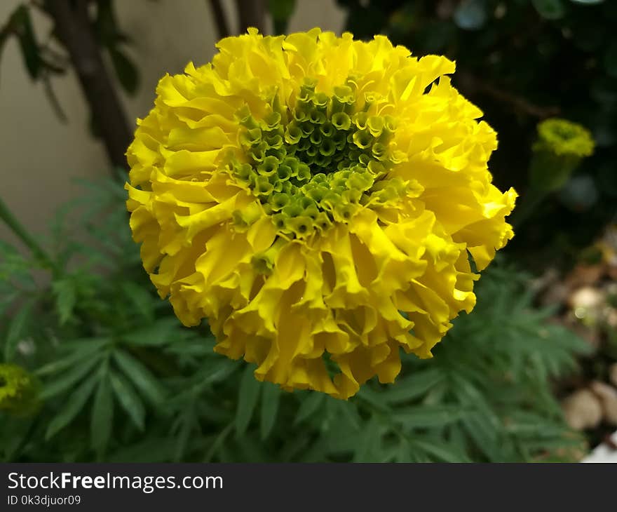 Flower, Yellow, Flora, Annual Plant