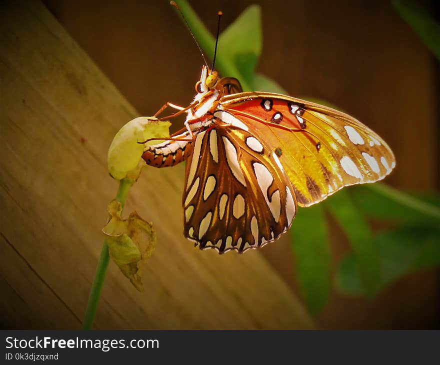 Insect, Moths And Butterflies, Butterfly, Moth