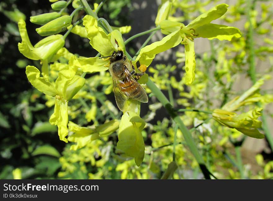 Flora, Insect, Bee, Membrane Winged Insect