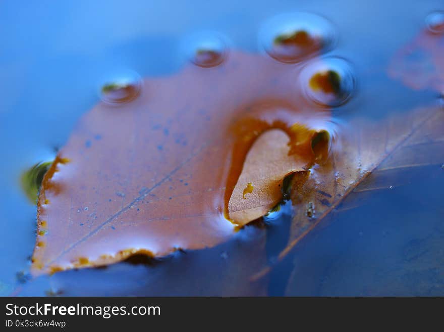 Water, Macro Photography, Close Up, Organism