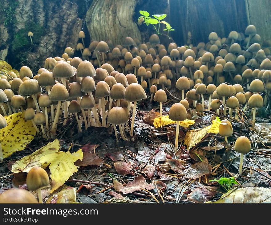 Fungus, Agaricaceae, Mushroom, Agaricus