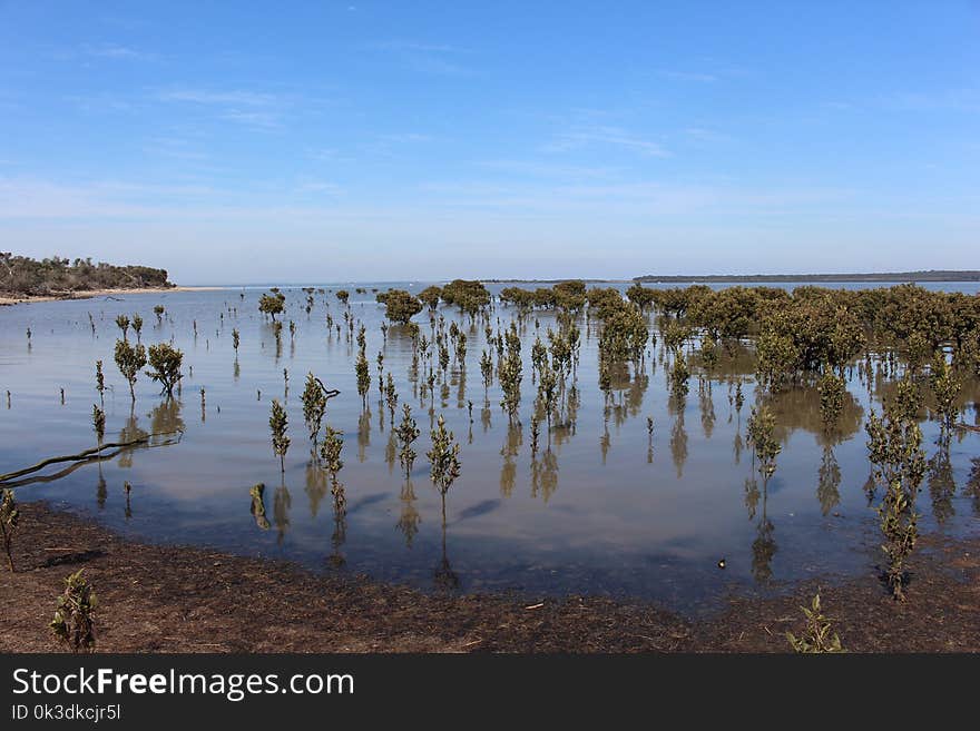 Water, Wetland, Sky, Marsh