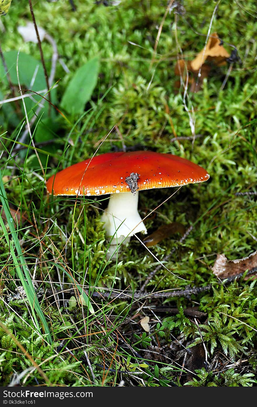 Mushroom, Fungus, Leaf, Edible Mushroom