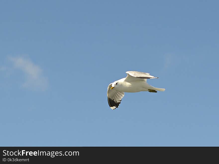 Bird, Sky, Gull, Seabird