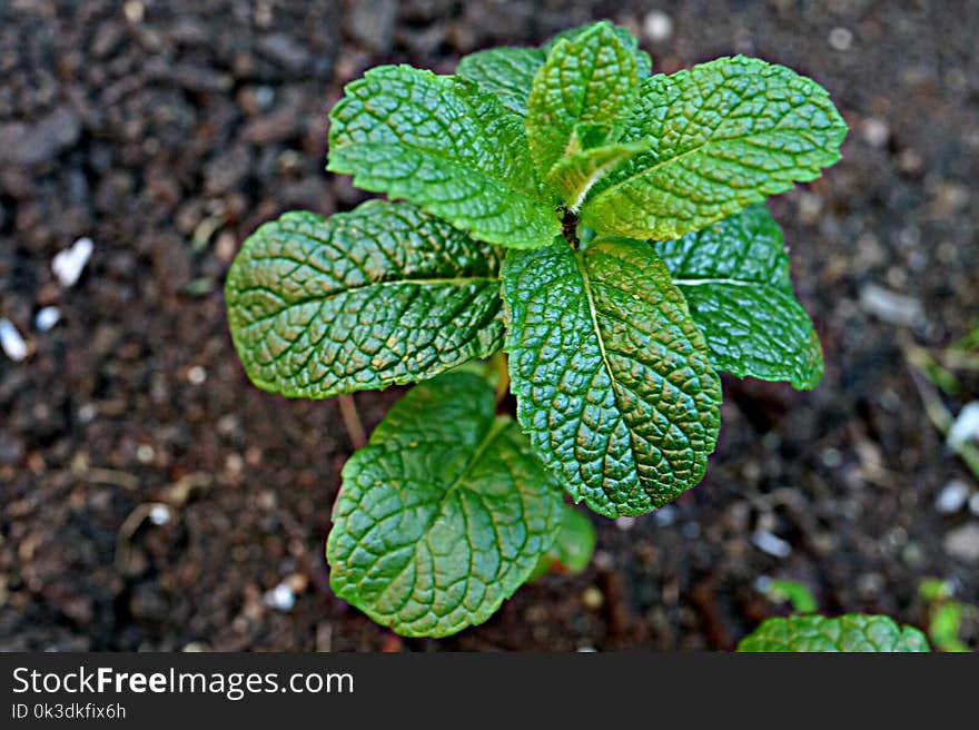 Plant, Leaf, Herb, Spearmint