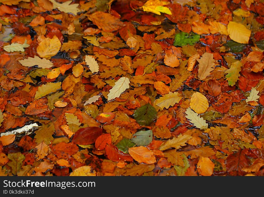 Leaf, Autumn, Deciduous, Mixture