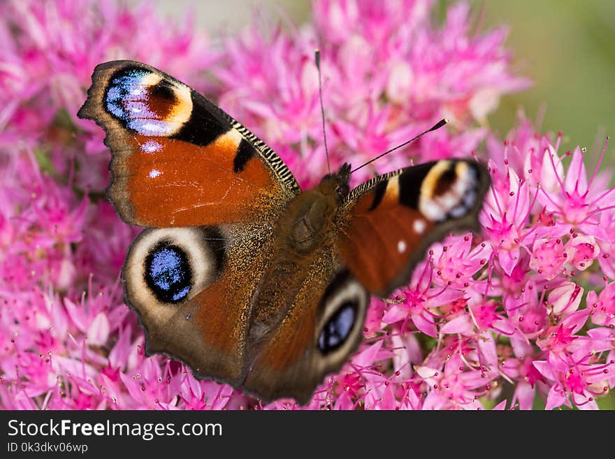 Butterfly, Moths And Butterflies, Insect, Brush Footed Butterfly