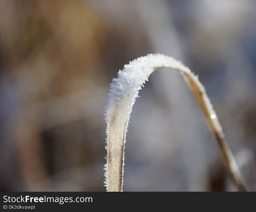 Close Up, Frost, Freezing, Twig