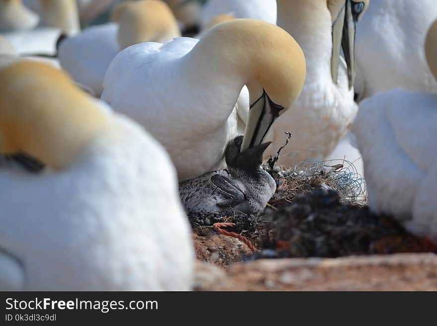 Bird, Fauna, Beak, Water Bird