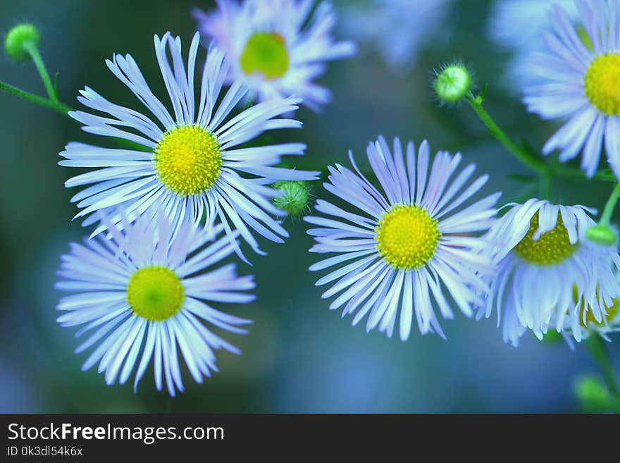 Flower, Aster, Flora, Close Up