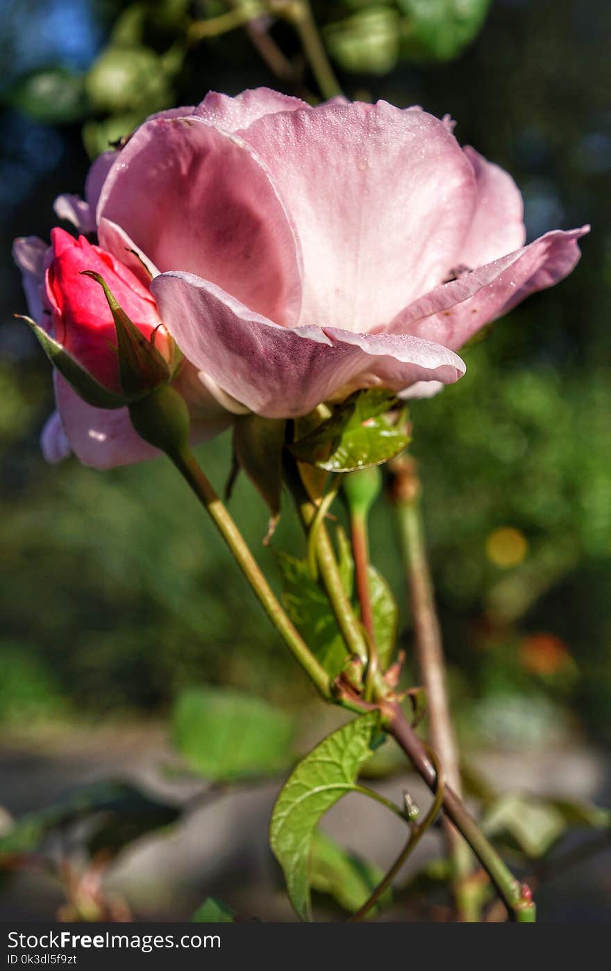 Flower, Pink, Rose Family, Rose