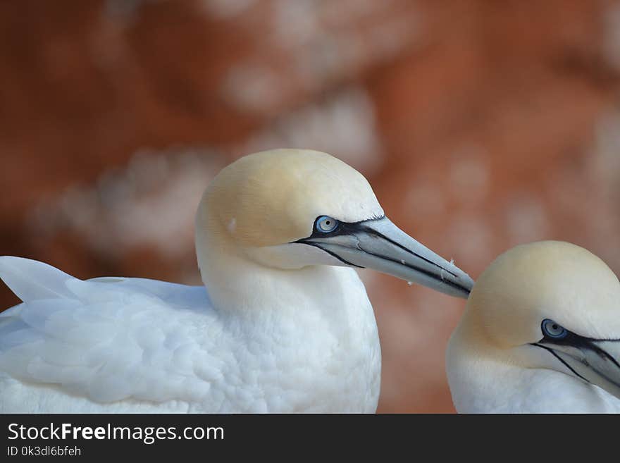 Bird, Beak, Fauna, Close Up