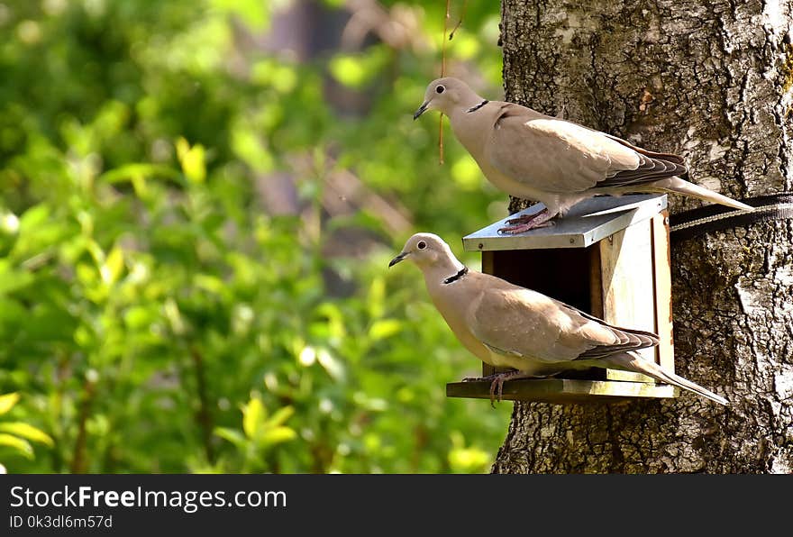 Bird, Fauna, Ecosystem, Beak