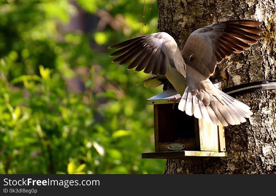 Bird, Fauna, Beak, Wildlife