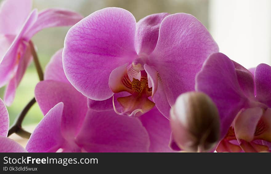 Flower, Flowering Plant, Pink, Plant