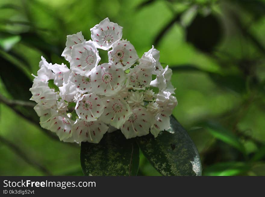 Flower, Flora, Plant, Spring