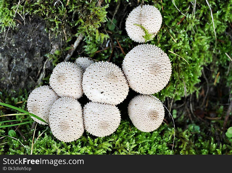 Fungus, Mushroom, Agaricaceae, Edible Mushroom