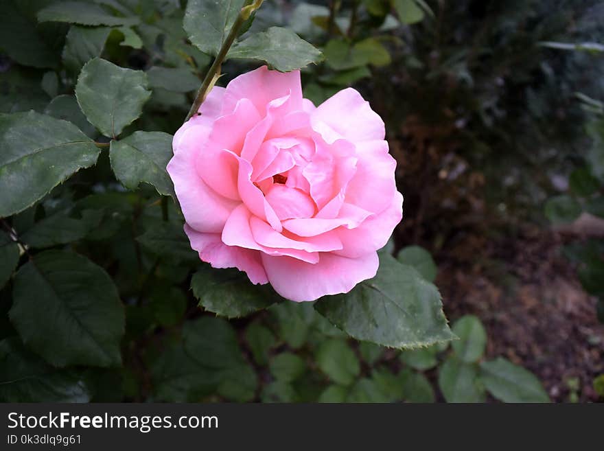 Rose, Flower, Rose Family, Pink