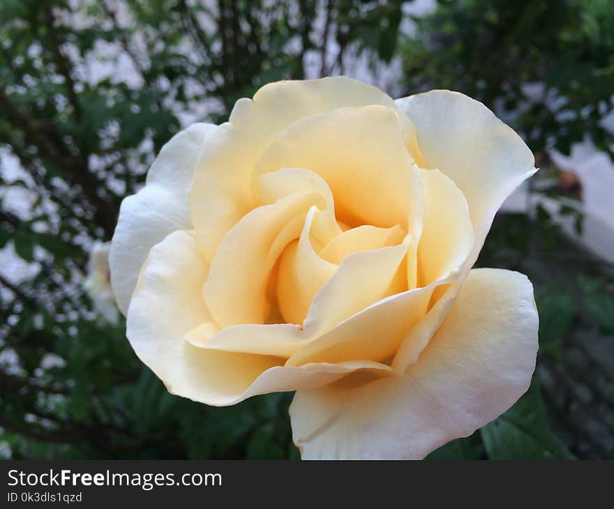 Rose, Flower, Rose Family, White