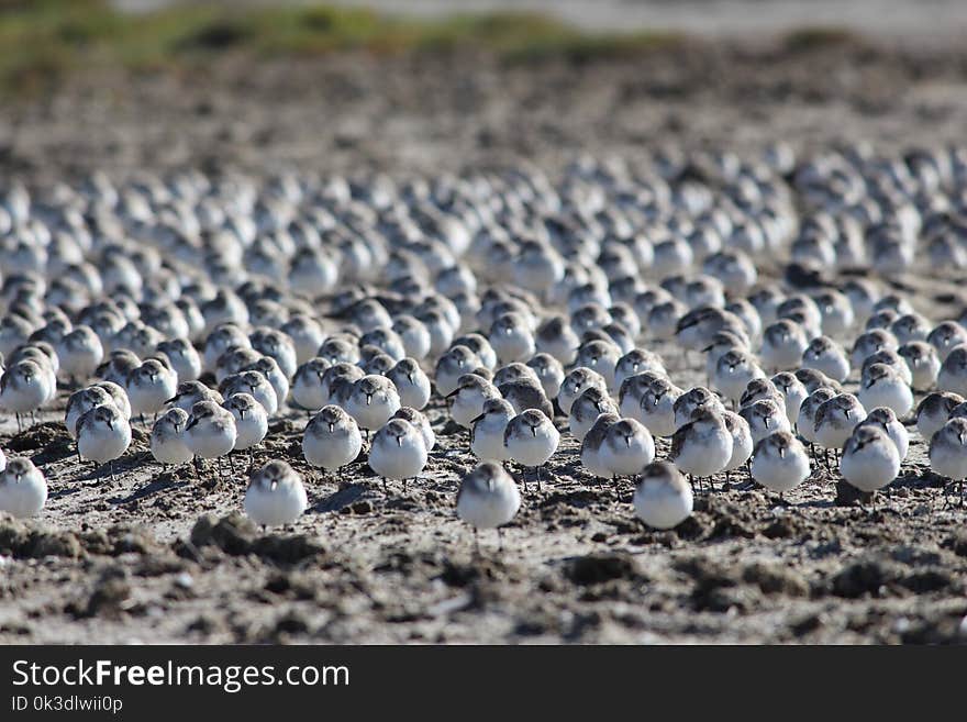 Soil, Seabird, Shorebird, Field