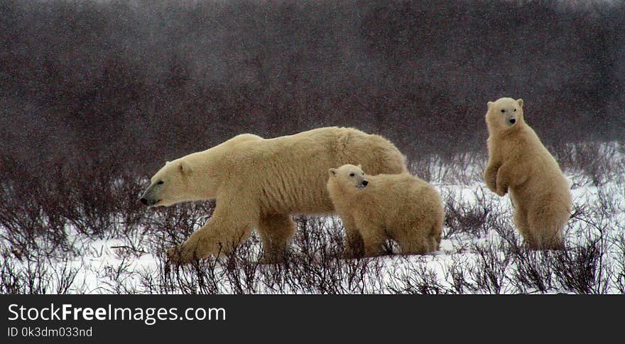 Polar Bear, Bear, Mammal, Fauna