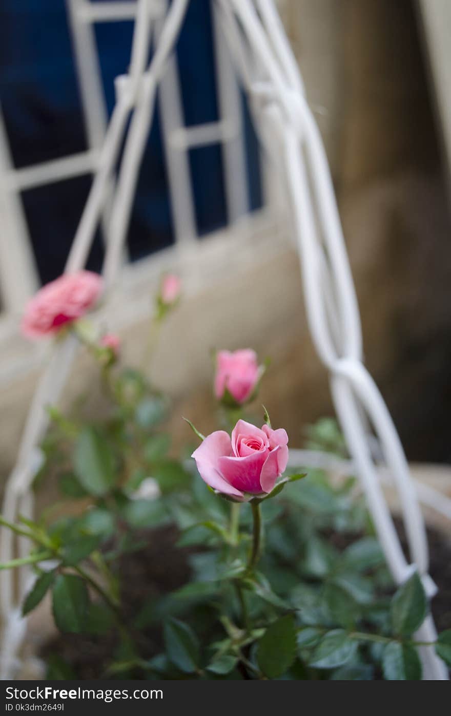 Flower, Plant, Pink, Flowering Plant