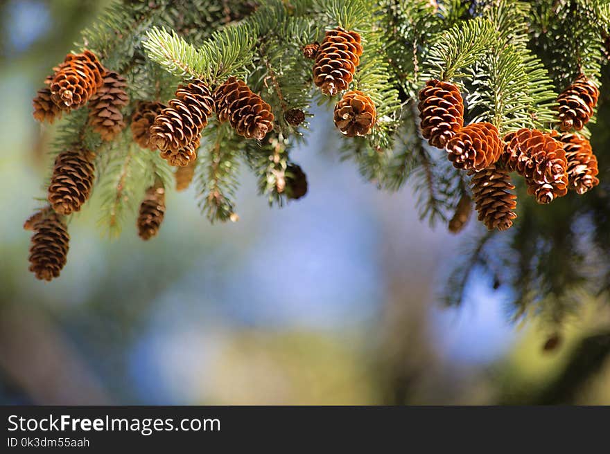 Pine Family, Tree, Conifer, Branch