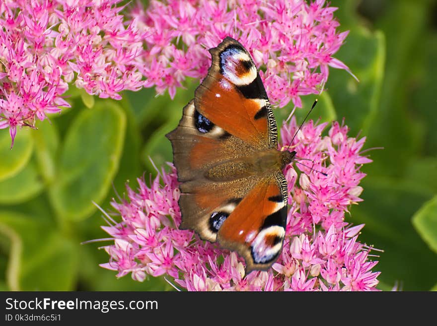 Butterfly, Insect, Nectar, Brush Footed Butterfly