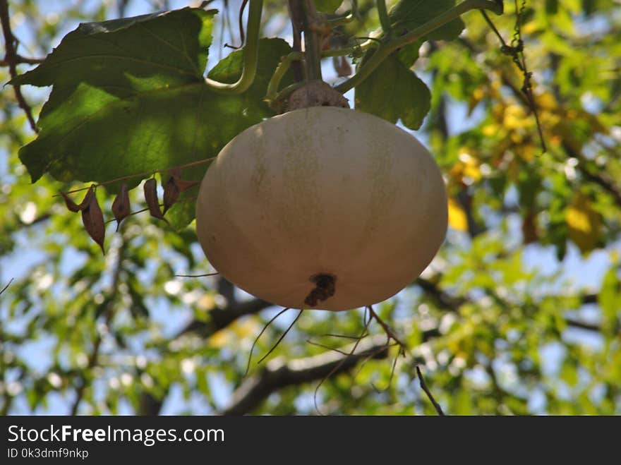 Branch, Fruit Tree, Fruit, Tree