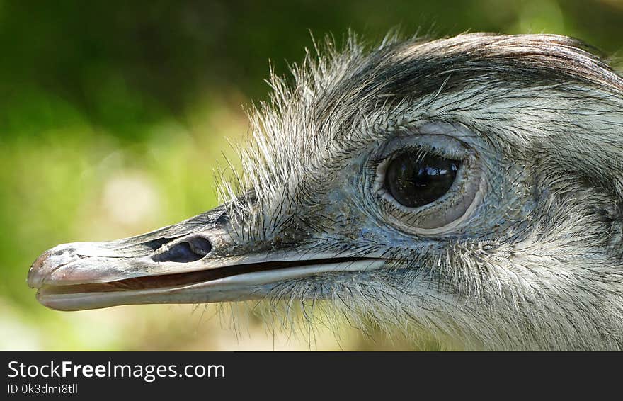 Ostrich, Beak, Bird, Fauna