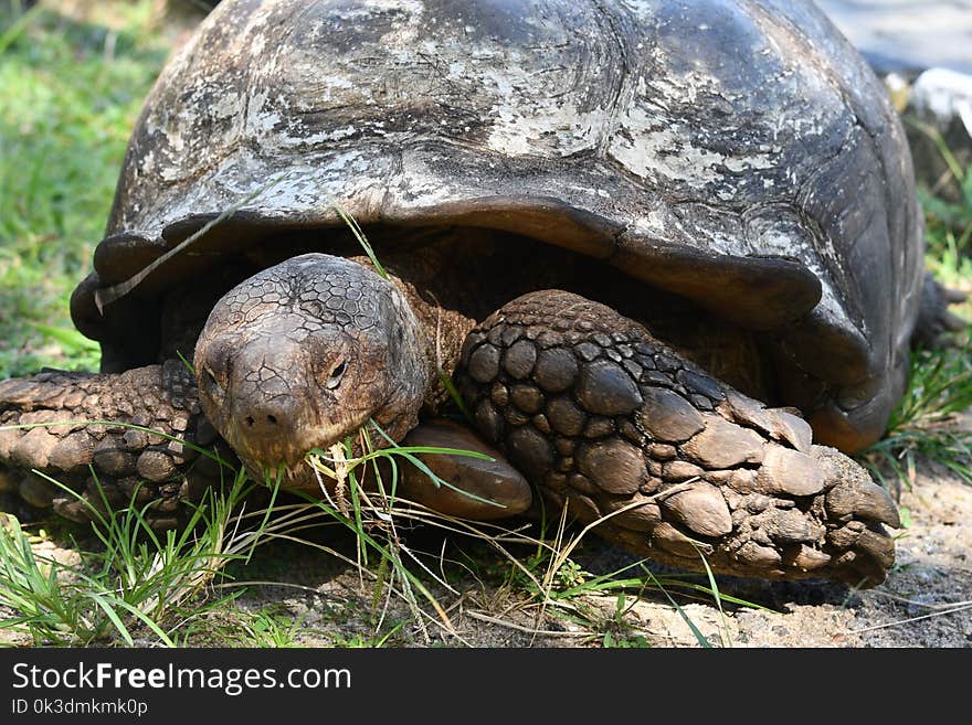 Tortoise, Turtle, Terrestrial Animal, Reptile