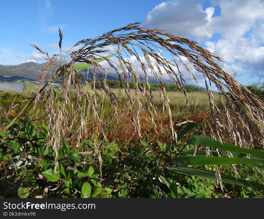 Ecosystem, Plant, Vegetation, Grass Family