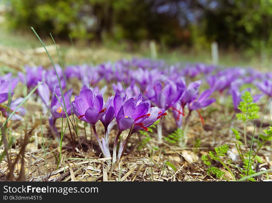 Flower, Plant, Crocus, Flowering Plant