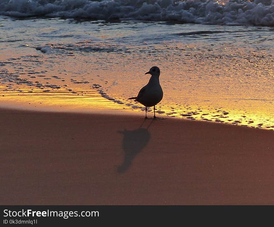 Sky, Shore, Water, Sand