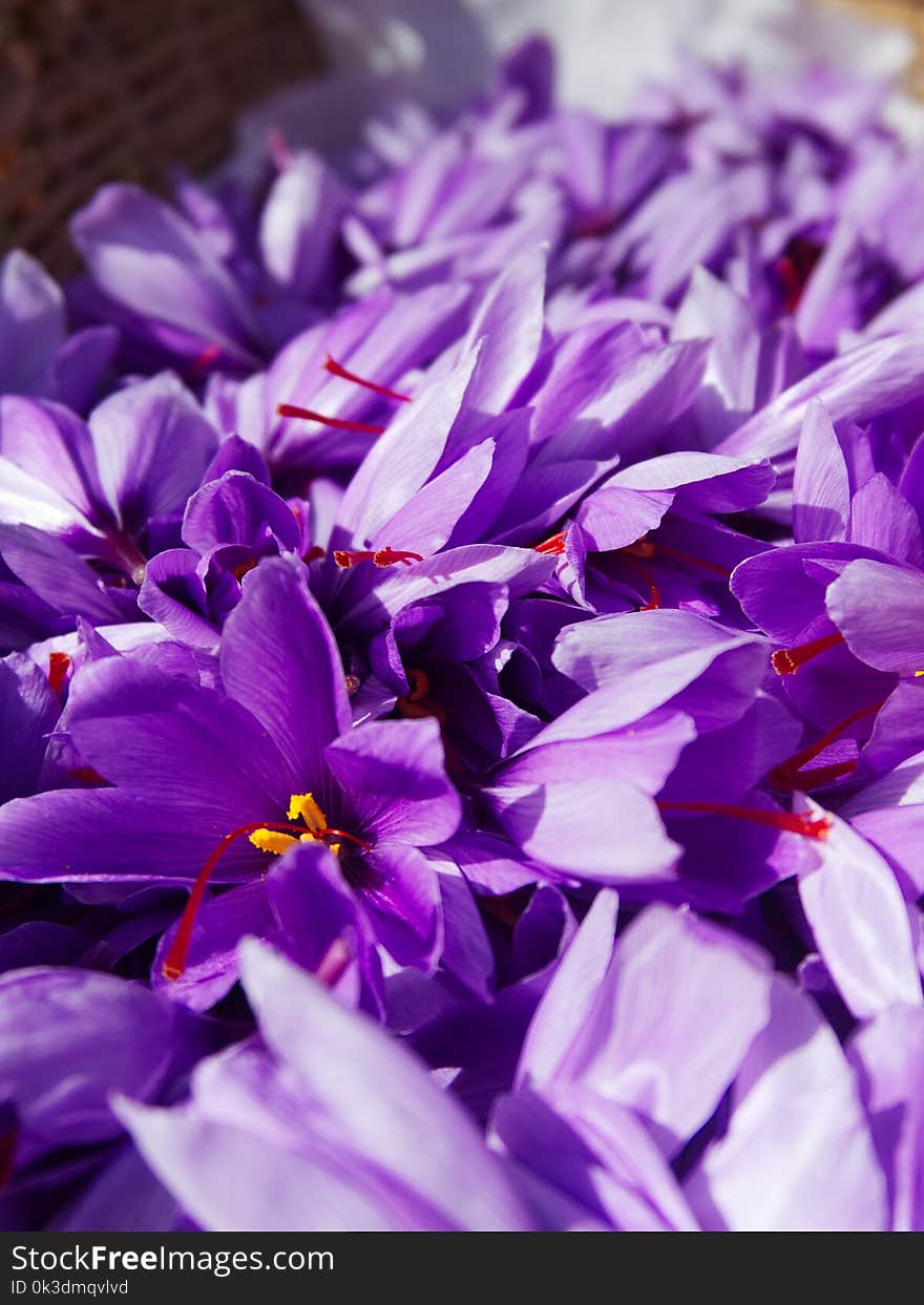 Flower, Purple, Violet, Flora