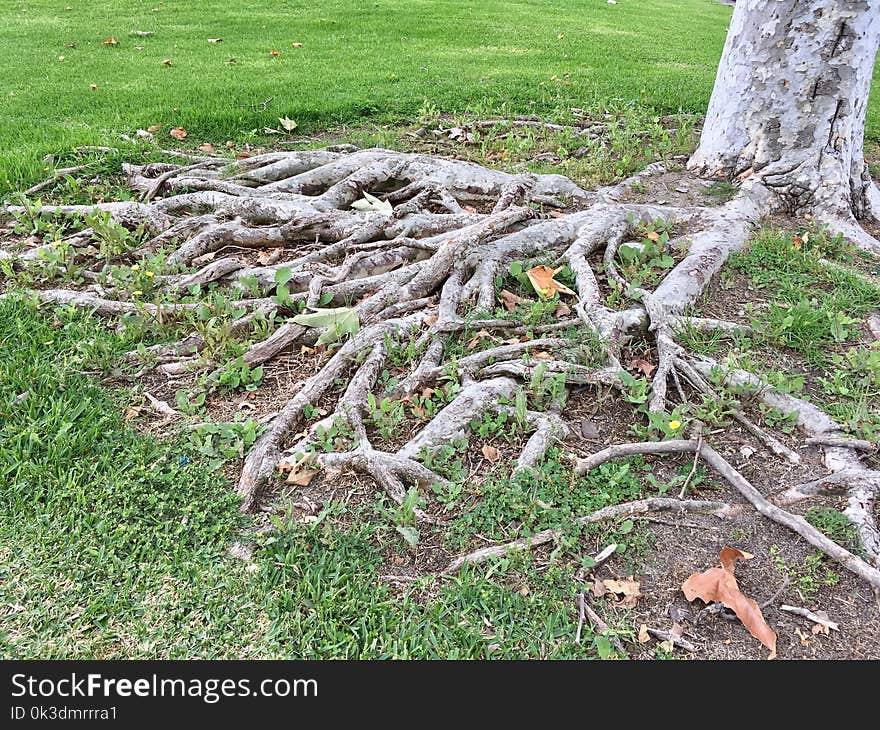 Root, Tree, Grass, Plant