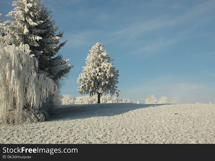 Winter, Frost, Sky, Tree