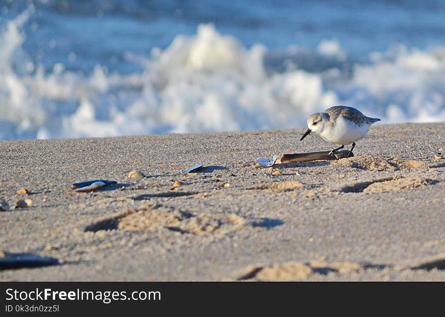 Bird, Fauna, Shore, Sky