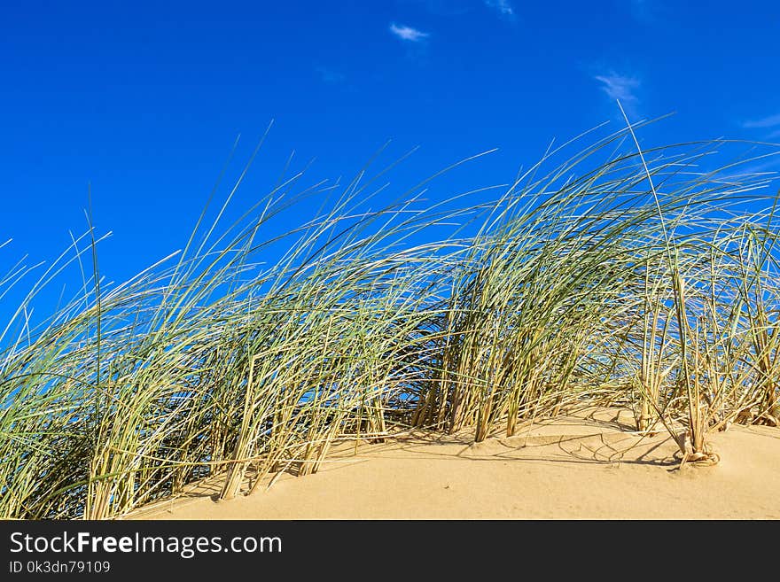 Ecosystem, Sky, Grass, Grass Family