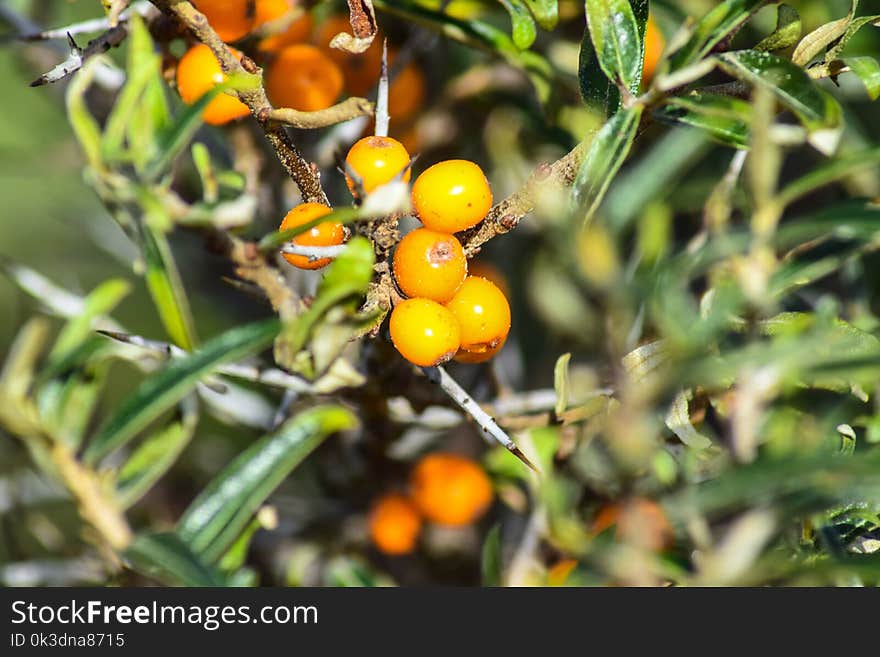 Hippophae, Fruit, Orange, Fruit Tree