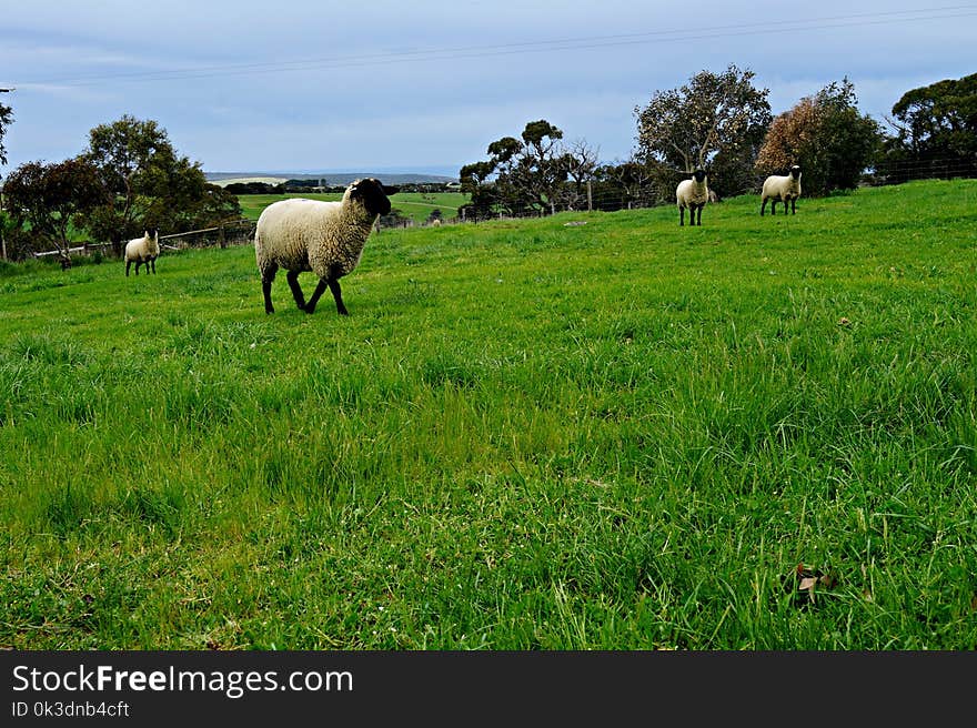 Grassland, Pasture, Grazing, Sheep