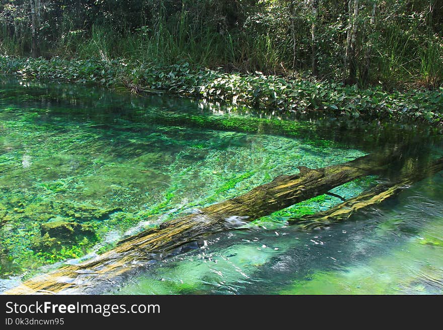 Water, Nature, Vegetation, Nature Reserve