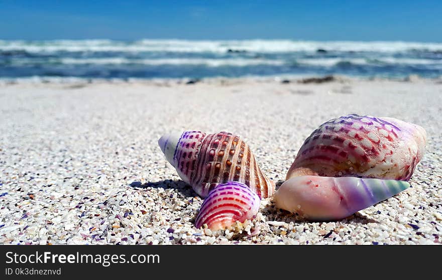 Seashell, Sand, Sea, Cockle