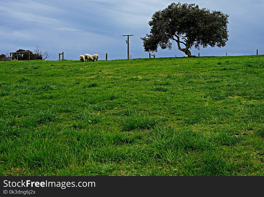 Grassland, Pasture, Green, Ecosystem