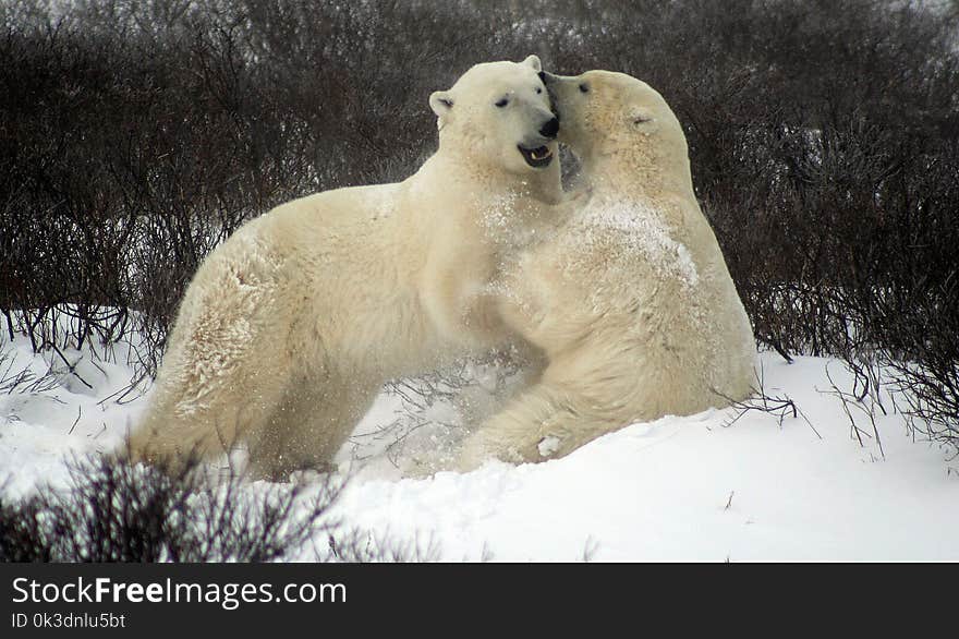 Bear, Polar Bear, Mammal, Terrestrial Animal