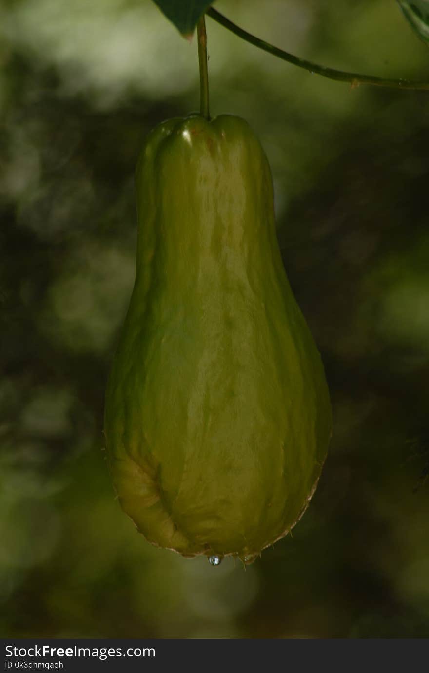 Cucurbita, Gourd, Cucumber Gourd And Melon Family, Chayote