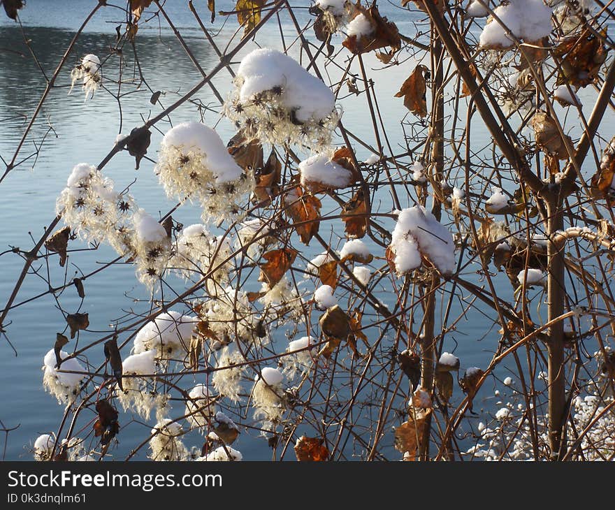 Branch, Snow, Winter, Tree