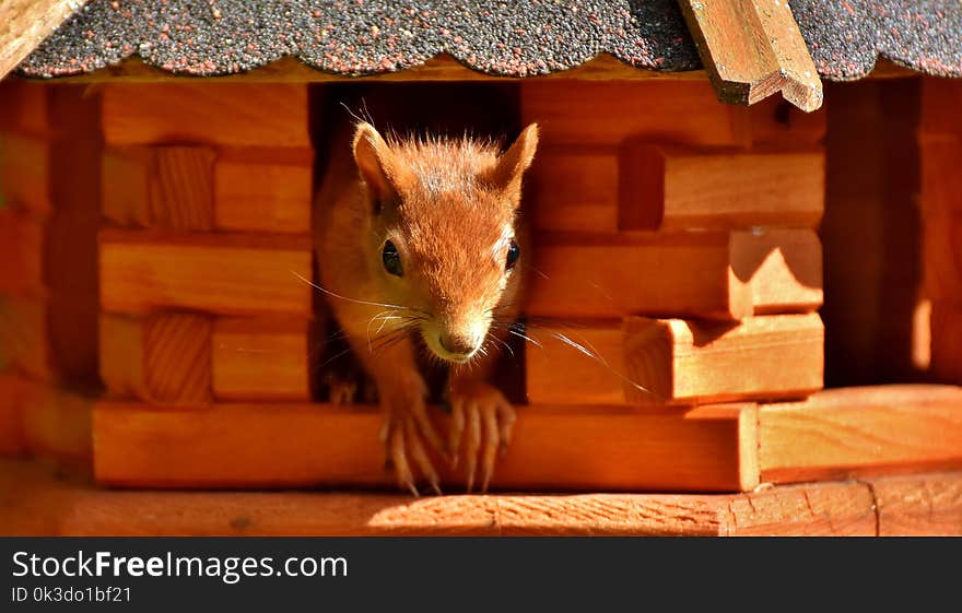 Mammal, Fauna, Snout, Wood